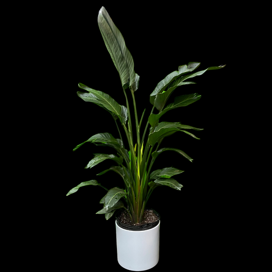 beautiful Bird of Paradise plant, Perfect for adding tropical flair to any space