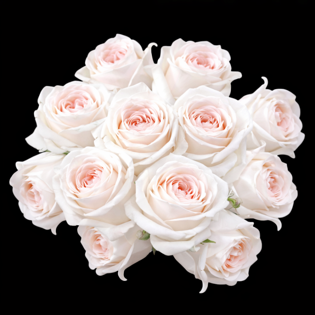 Classic Roses - In VIEW CART add date & time for pickup or Delivery