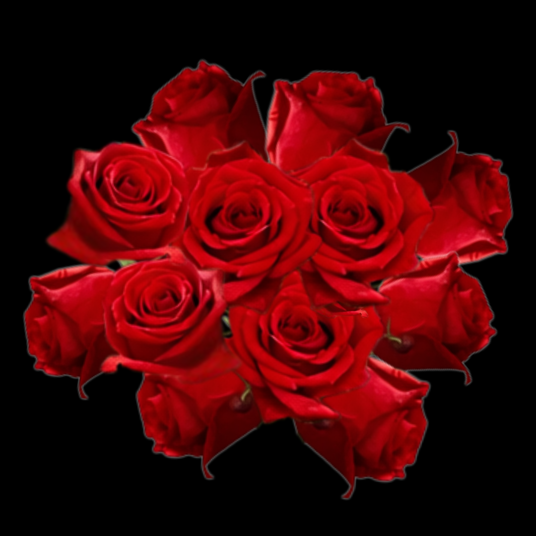 Classic red roses - Dozon roses

