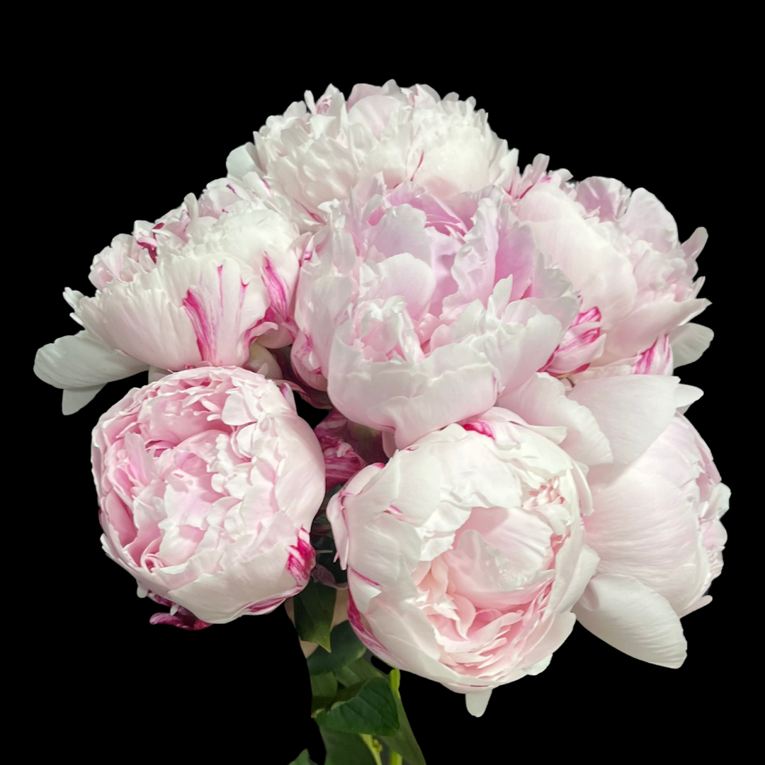 Local Peonies