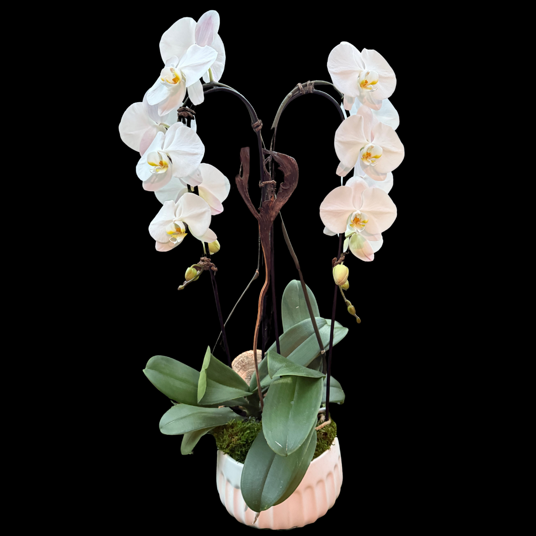 A luxurious double orchid arrangement handmade to suit your space and style. Available in elegant white, pink or  blue orchids, each arrangement is custom-styled to your custom vision and location.
Perfect for homes, offices, hotels and special settings where timeless beauty and refinement are essential, designed by Portlandmarket.ca
