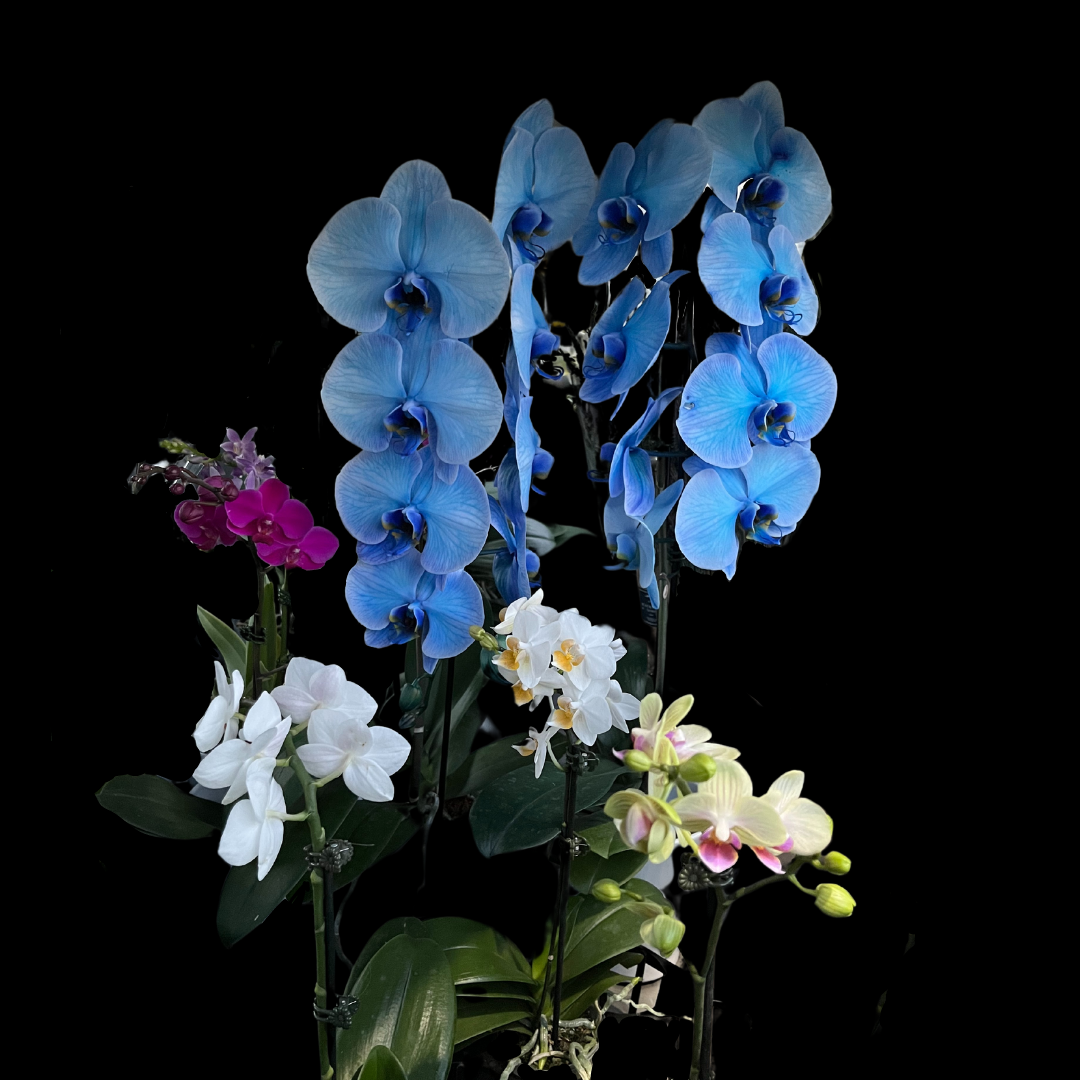 Large orchid arrangement custom for your occasion - blue, white, and pink orchids arranged to your custom vision.