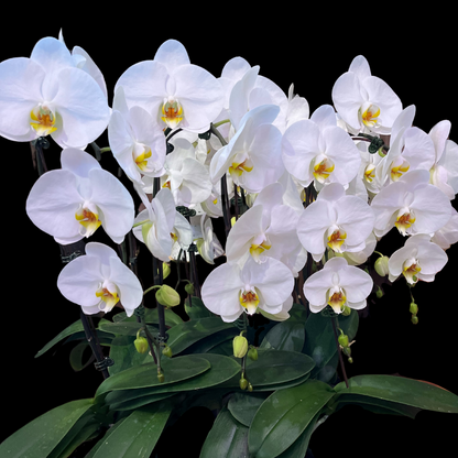 A luxurious orchid arrangement handmade to suit your space and style. Available in elegant white, pink or  blue orchids, each arrangement is custom-styled to your custom vision and location.
Perfect for homes, offices, hotels and special settings where timeless beauty and refinement are essential, designed by Portlandmarket.ca