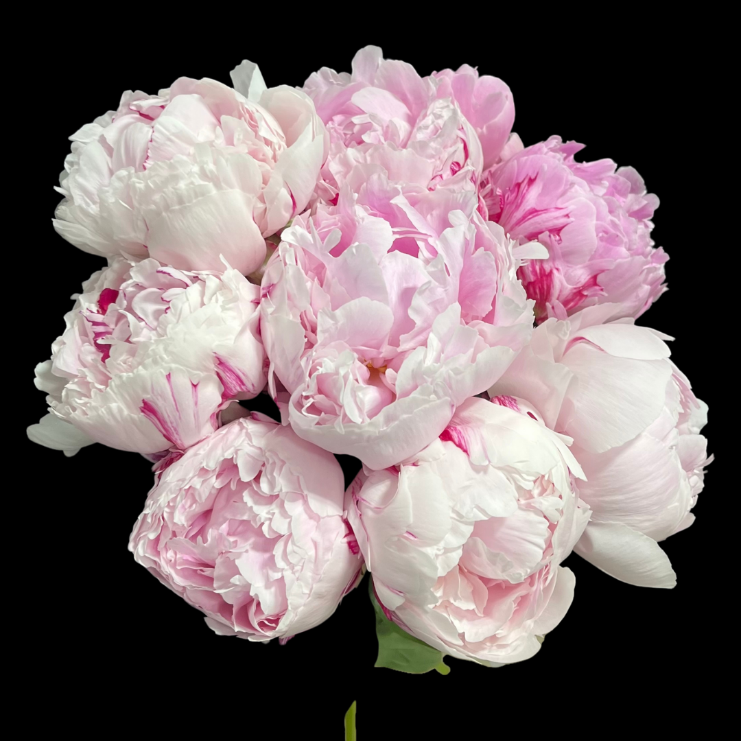 Luxury peony bouquet with seasonal blooms, hand-tied by Toronto florist, available for same day pick up.