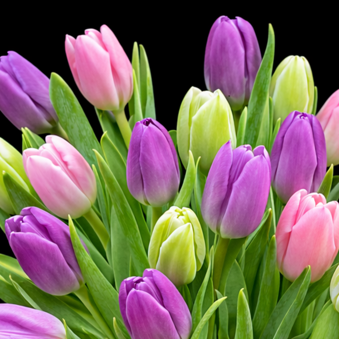 Tulip Arrangements