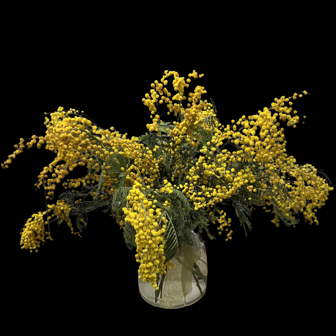 Mimosa - the official flower of International Women's Day on March 8. Mimosa