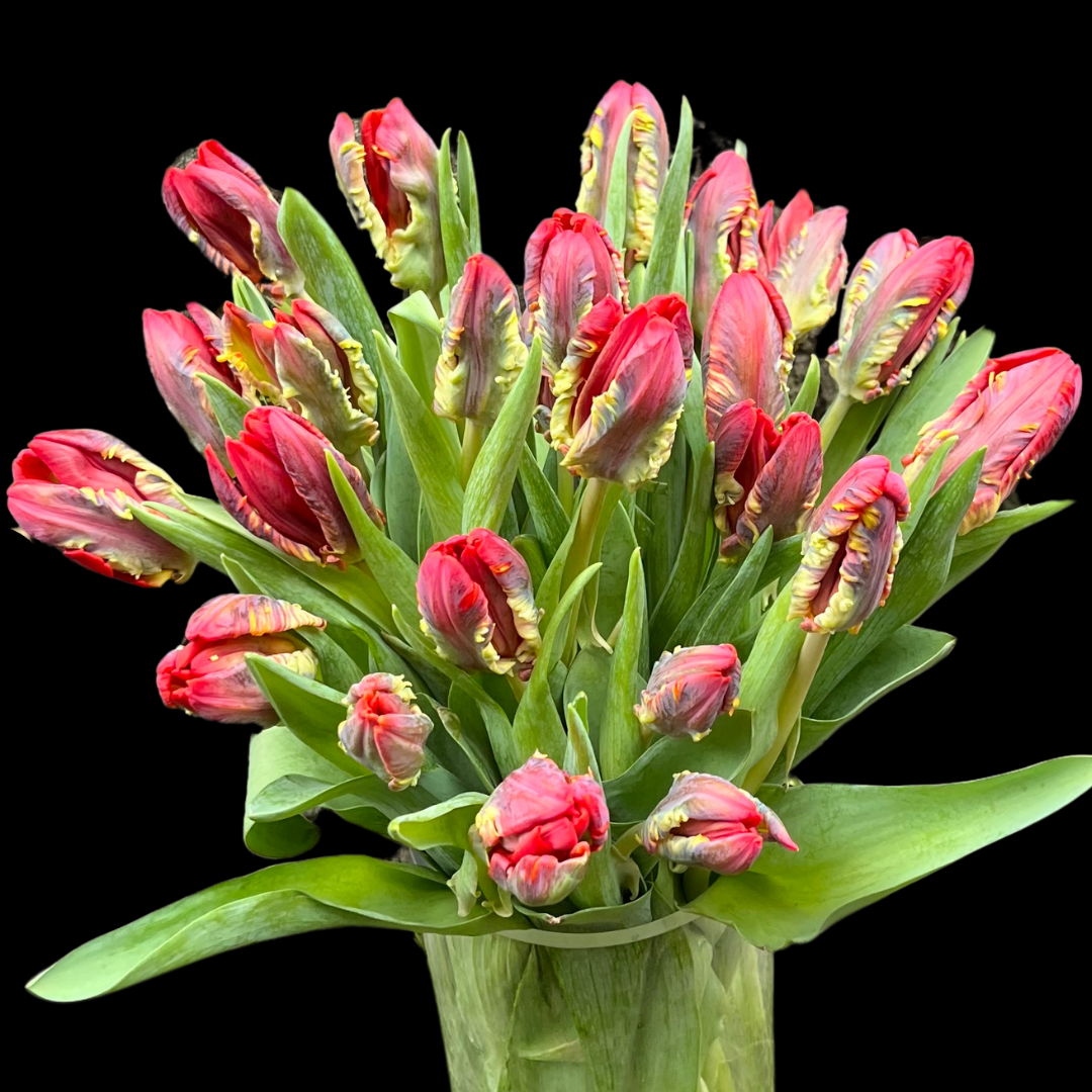 Vibrant Red Parrot  with ruffled, feathery petals and subtle green streaks. displayed in a loose garden style arrangement.