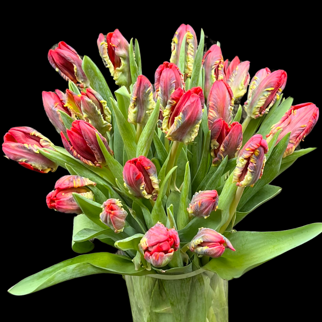 Tulip Bouquet