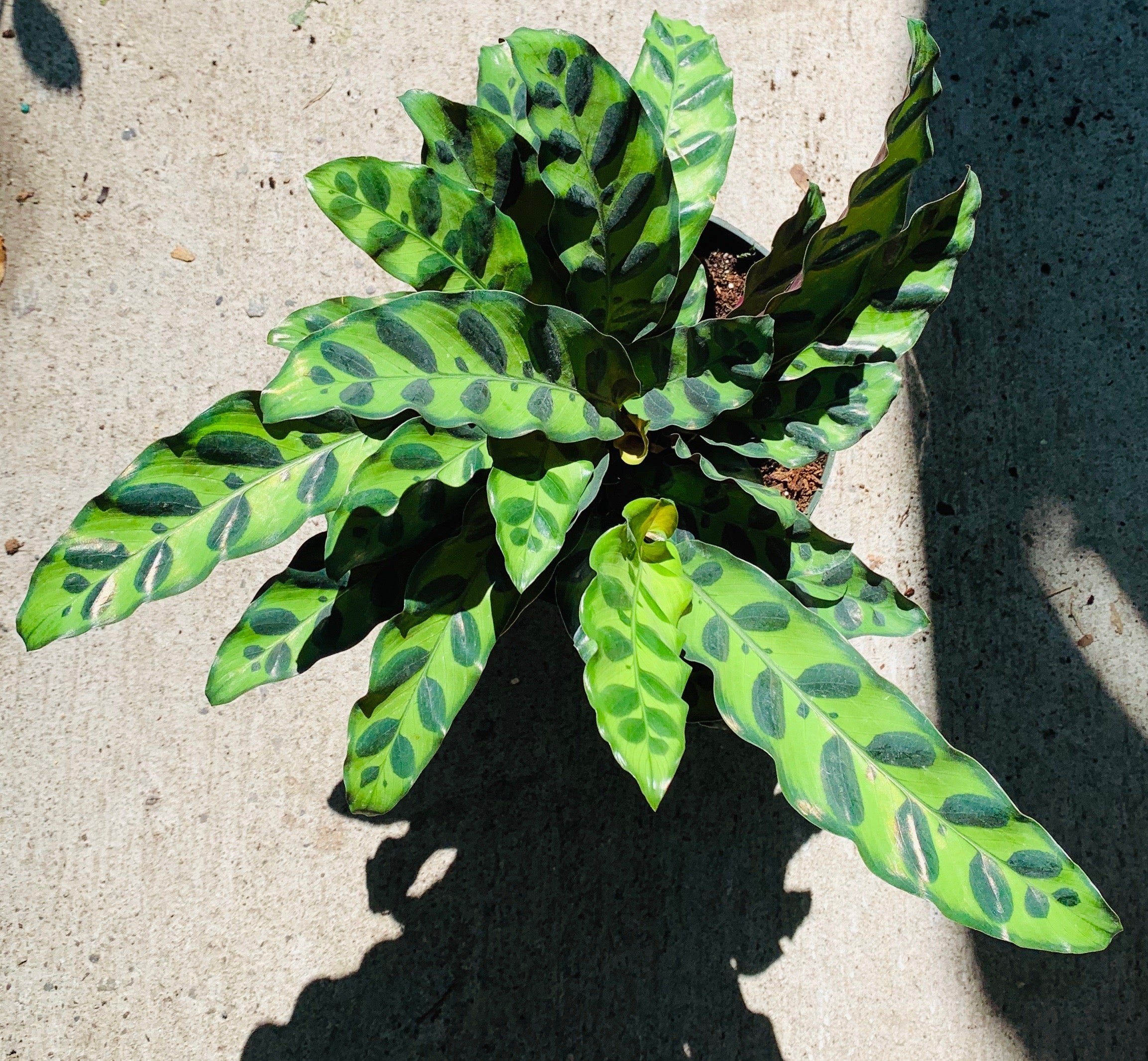 Calathea Rattle Snake